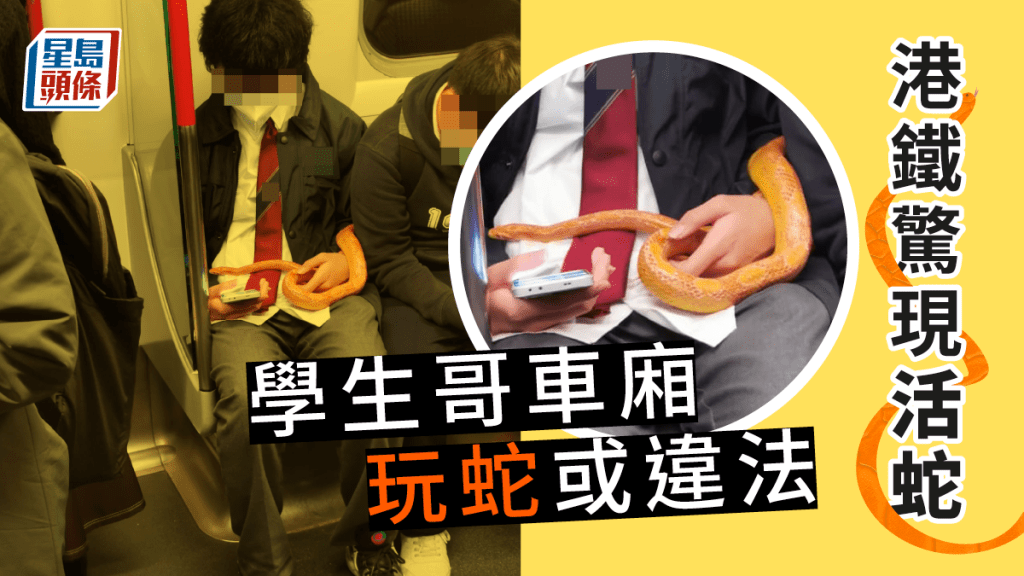 有網民在港鐵車廂發現有學生哥帶活蛇上車。