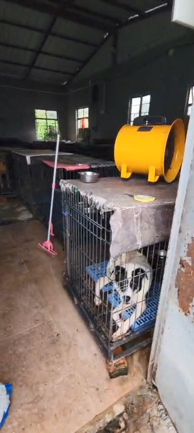 多隻狗被困鐵籠內，環境惡劣。動物福利關注聯盟召集人劉鎮海提供