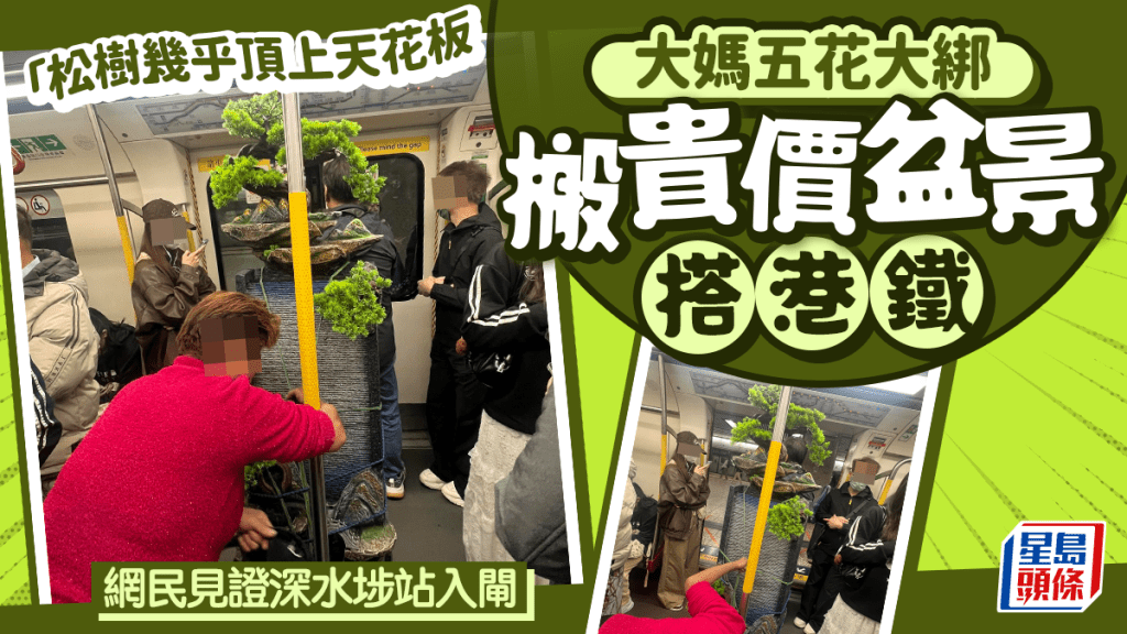 「松樹」幾乎頂上天花板 大媽五花大綁搬貴價盆景搭港鐵 網民見證深水埗站入閘｜Juicy叮