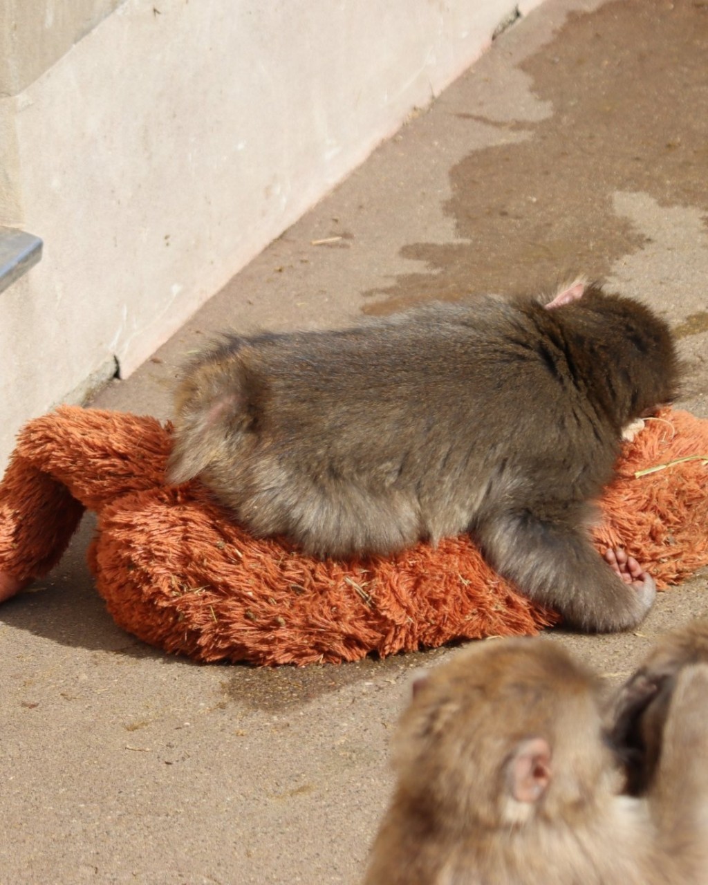 「Punch君」未能融入猴群。X@wael khoury