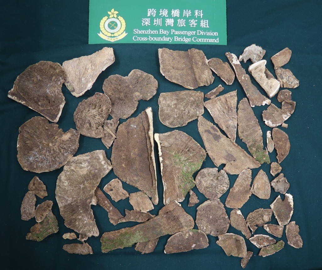 海关人员于3月12日检获的怀疑受管制沉香木，共重约4.2公斤。