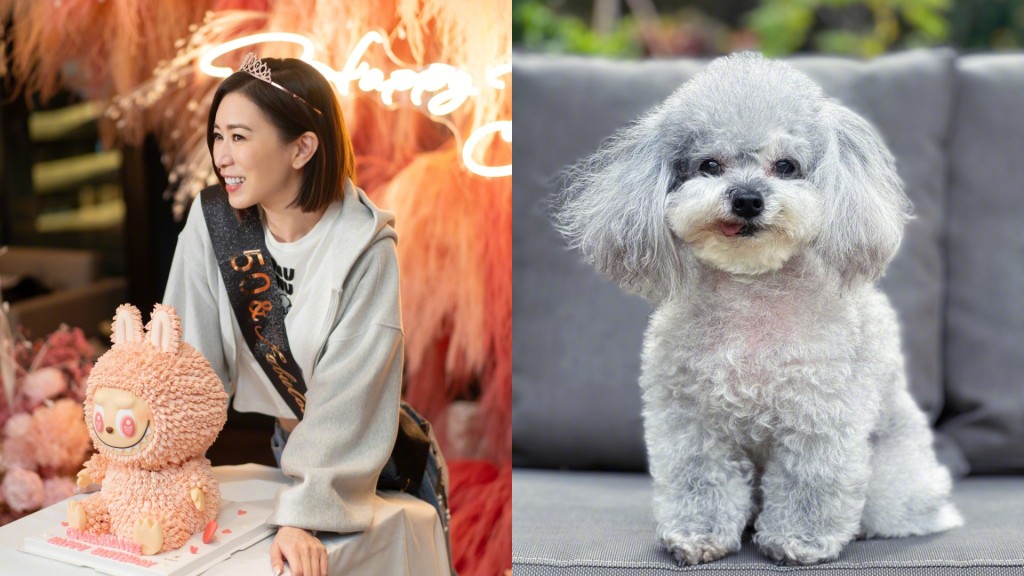 佘詩曼50歲生日會群星到賀盛大慶祝  突爆生日前夕愛犬猝逝：強忍淚水盡量平復情緒