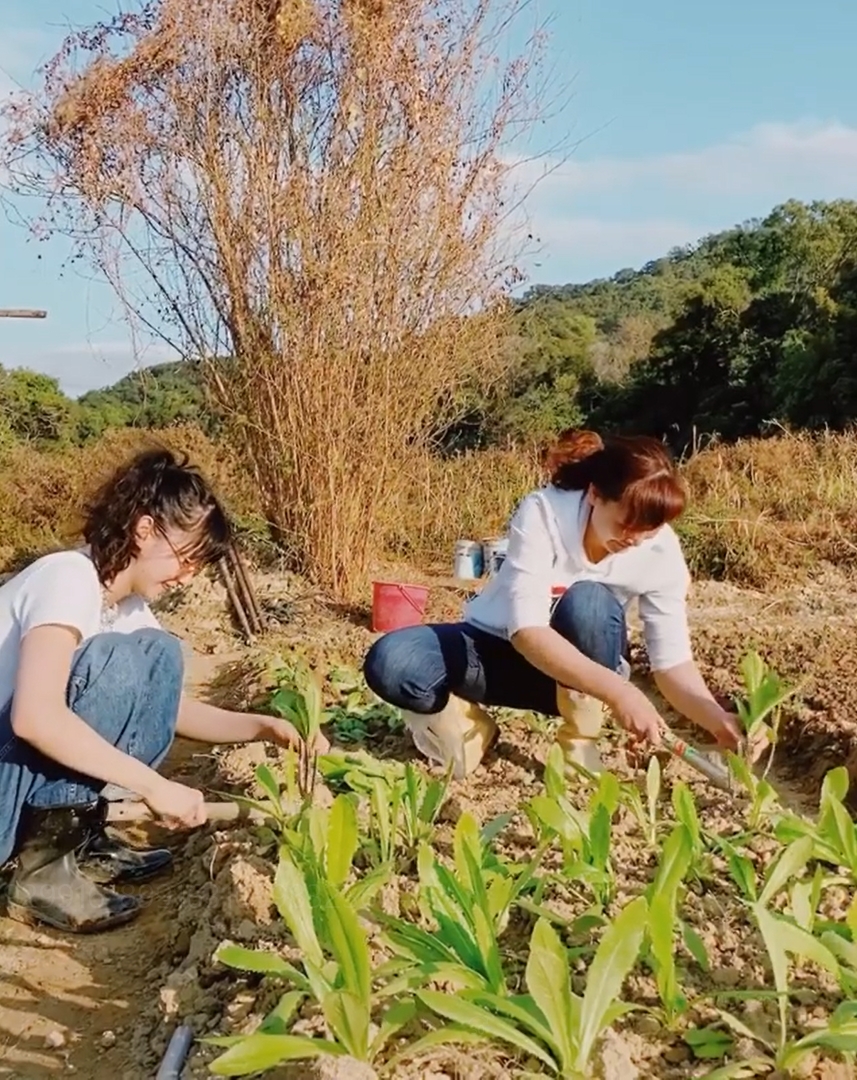 袁澧林無懼猛烈陽光，同阿媽蹲在菜田下種菜。