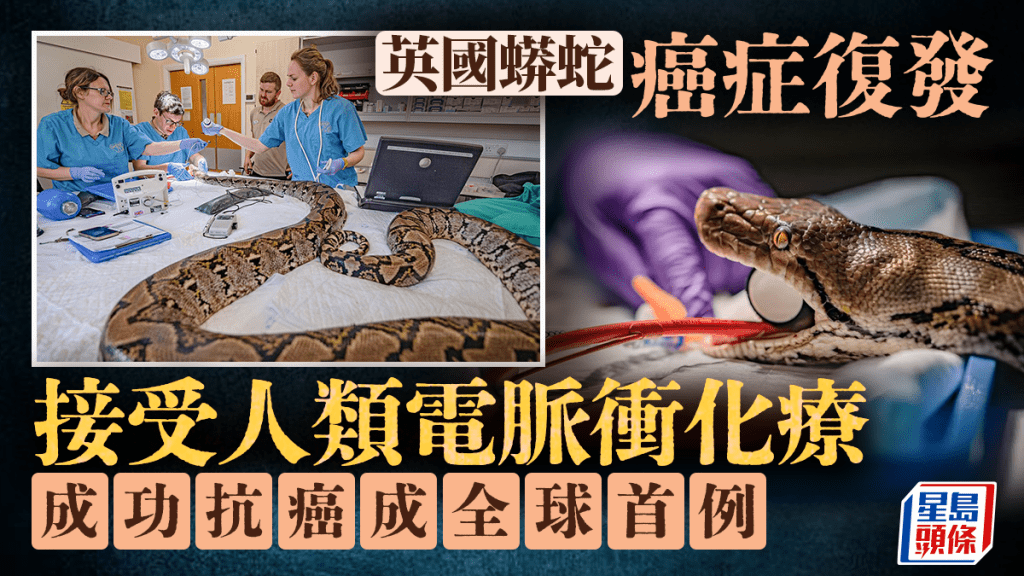 全球首例 | 蟒蛇患癌接受電脈衝化療 挽回一命