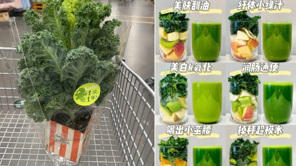 羽衣甘藍近年被塑造成健康減肥神藥成為熱賣植物。小紅書