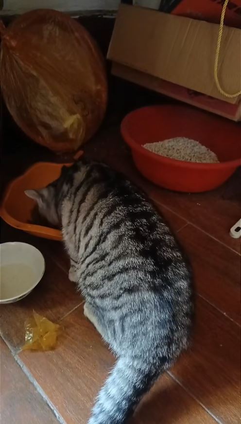 豆豆主人为牠加上名牌，希望游客不再误带落山。抖音