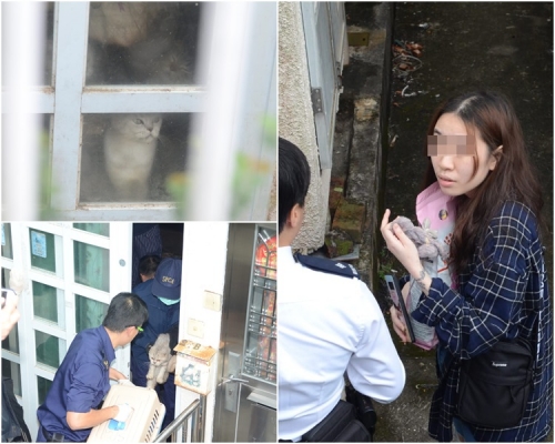 女貓主(右圖)突帶同一包貓糧現身。歐陽偉光攝
