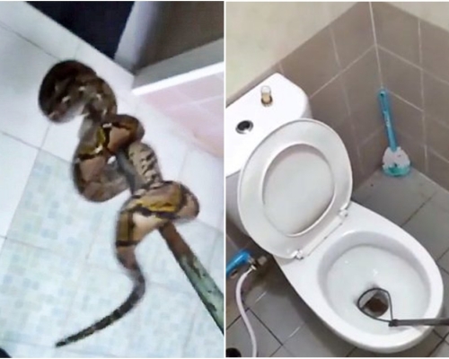 泰國有一隻蟒蛇躲藏在住宅的馬桶裡。網上圖片