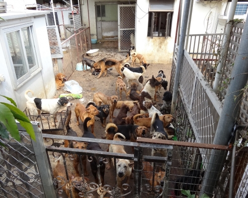2014年2月，八鄉村屋的收容所被發現無人看管，內有75隻活狗和20具狗屍。香港大學提供