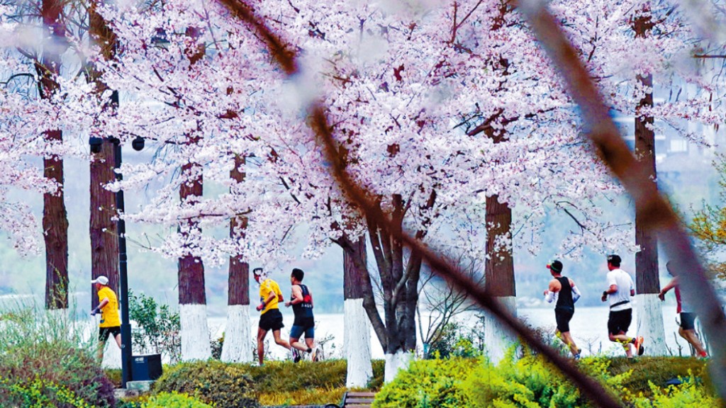 湖北武汉昨在「樱花季」中举办马拉松。