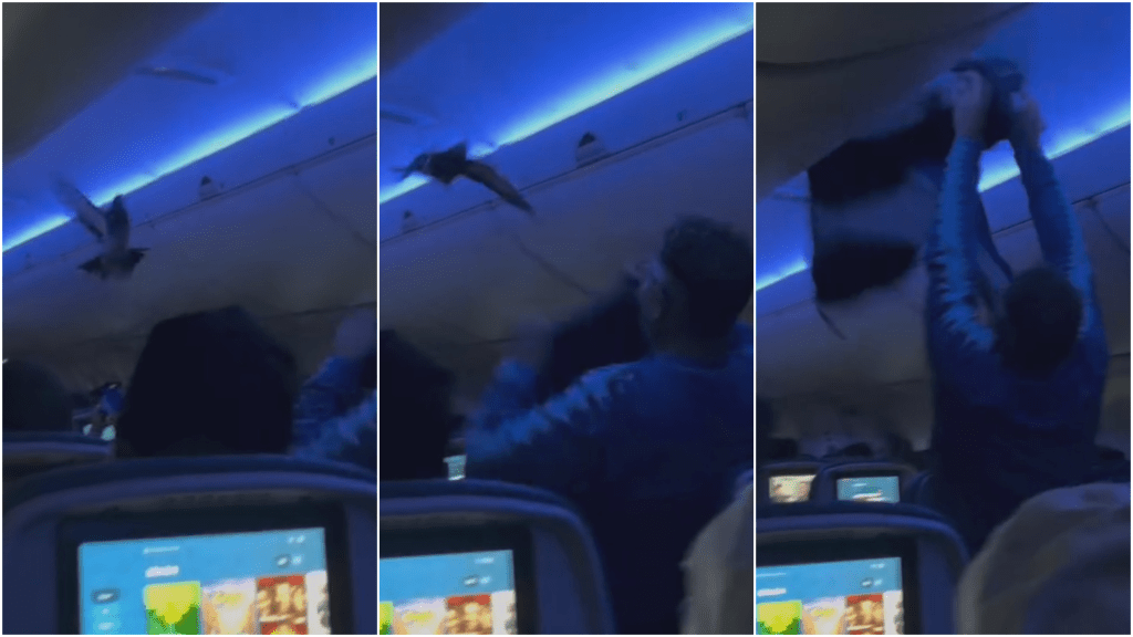 英勇男乘客舉起外套攔住鴿子。 Instagram / cawtom