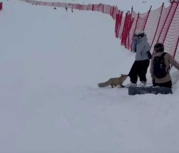 新疆滑雪场狐狸袭客,或跟发情期有关。 新疆滑雪场狐狸袭客,或跟发情期有关。
