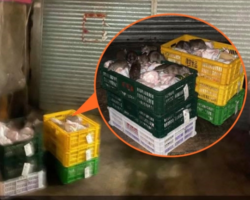 網民指大批老鼠啃食待收貨的冰鮮雞等食物。慈雲山資訊交流facebook圖片