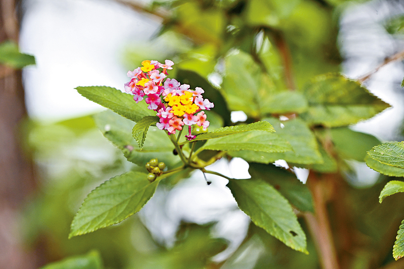 ●別名「臭草」的馬纓丹色彩鮮艷。