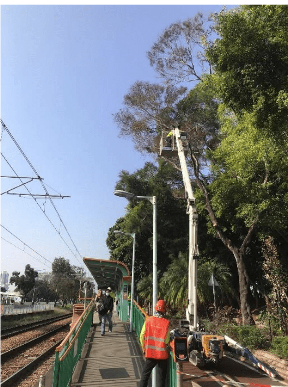 港铁职员加紧修剪树木。