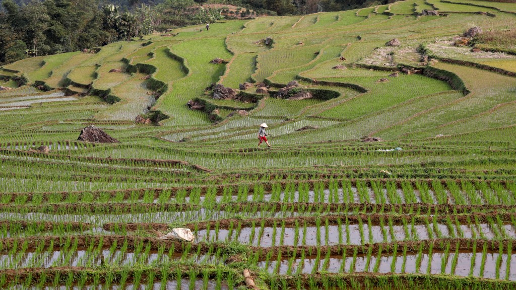 一名泰國農民在位於越南的梯田裡工作。  路透社資料圖