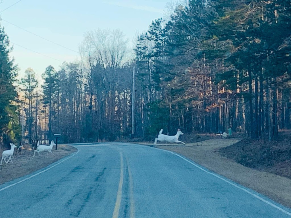 3隻「純白聖獸」在北卡羅萊納州過馬路的畫面引發熱議。 facebook