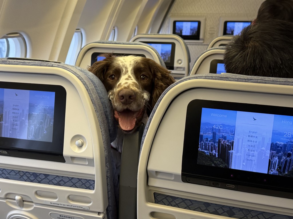 搜救犬於今年3月乘坐飛機前往緬甸地震災區進行搜救行動。 香港消防處提供圖片