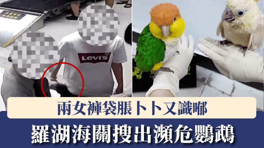羅湖口岸兩女客褲袋脹卜卜又識喐，關員一截竟搜出瀕危鸚鵡。