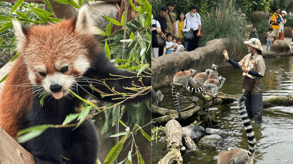 昇哥打卡|日本神戶動物王國-探索與動物共舞的奇幻之旅