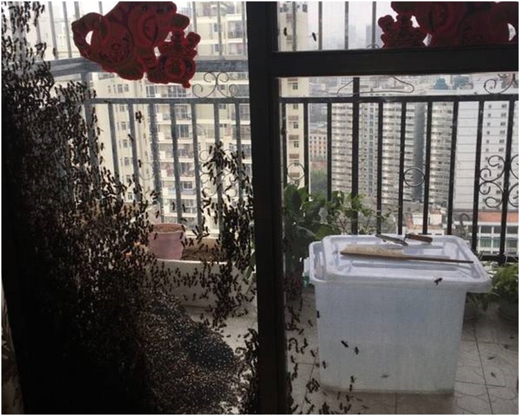 养蜂人将蜜蜂引到透明胶箱内。