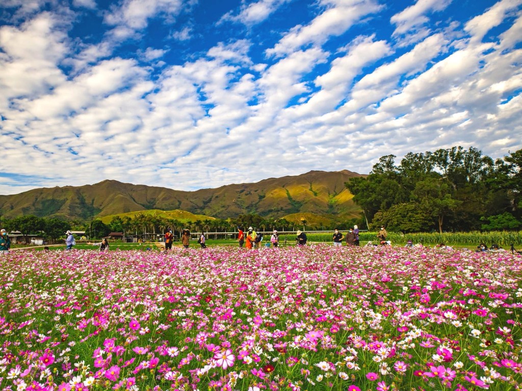 錦田曾出現粉紅波斯菊花海。網民Flora Chau圖片