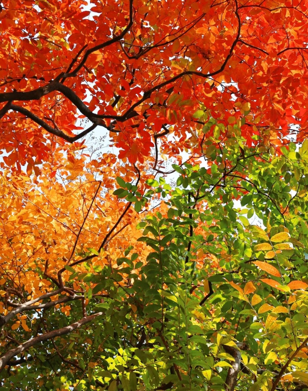 广州天河公园是赏秋好去处。(图片来源：小红书@Mini淑儿)