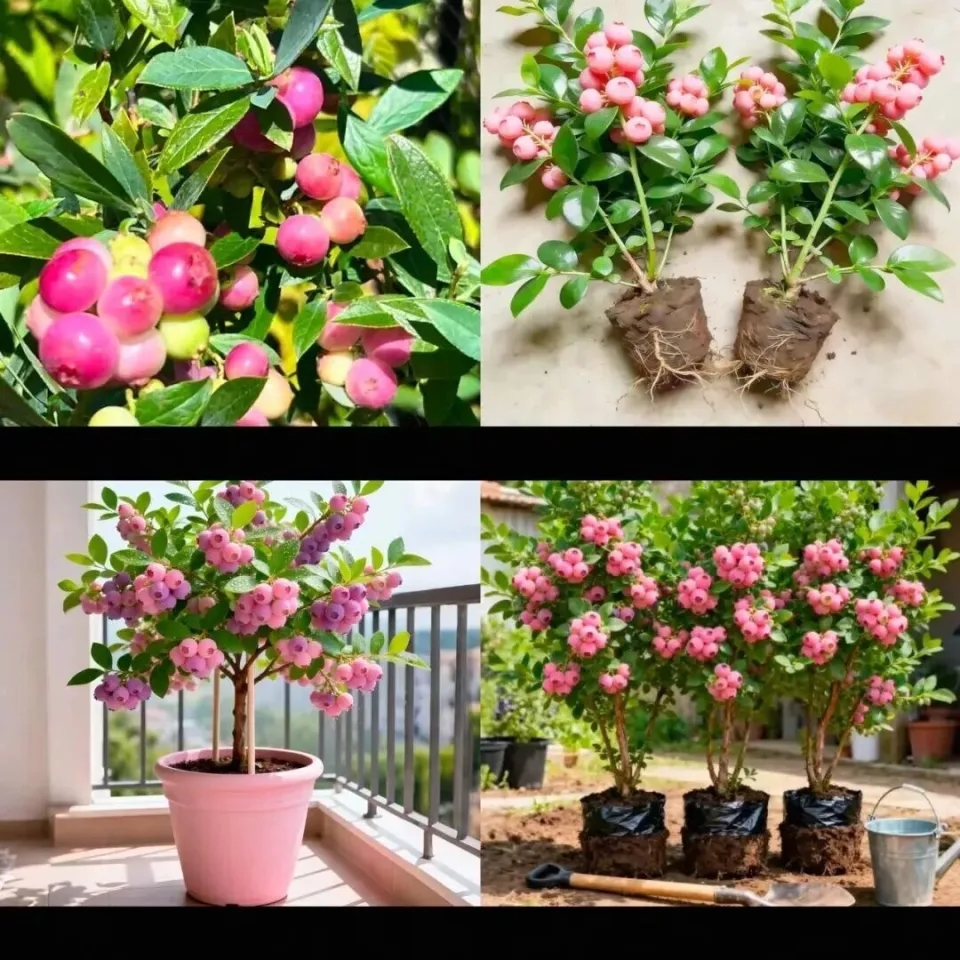 “粉色蓝莓”没有大规模种植。