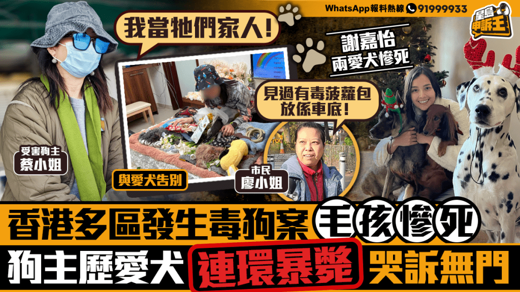 香港多區發生毒狗案毛孩慘死 狗主歷愛犬連環暴斃哭訴無門