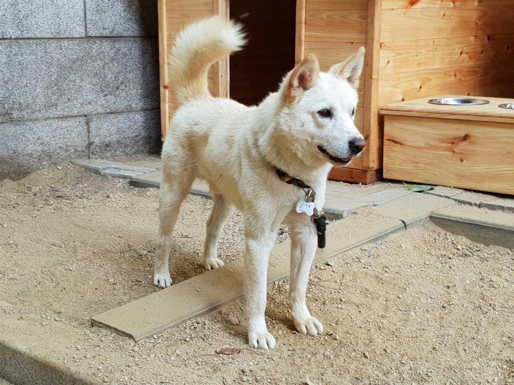 文在寅當年獲金正恩贈送北韓國寶豐山犬，成國際傳媒焦點。（美聯社）