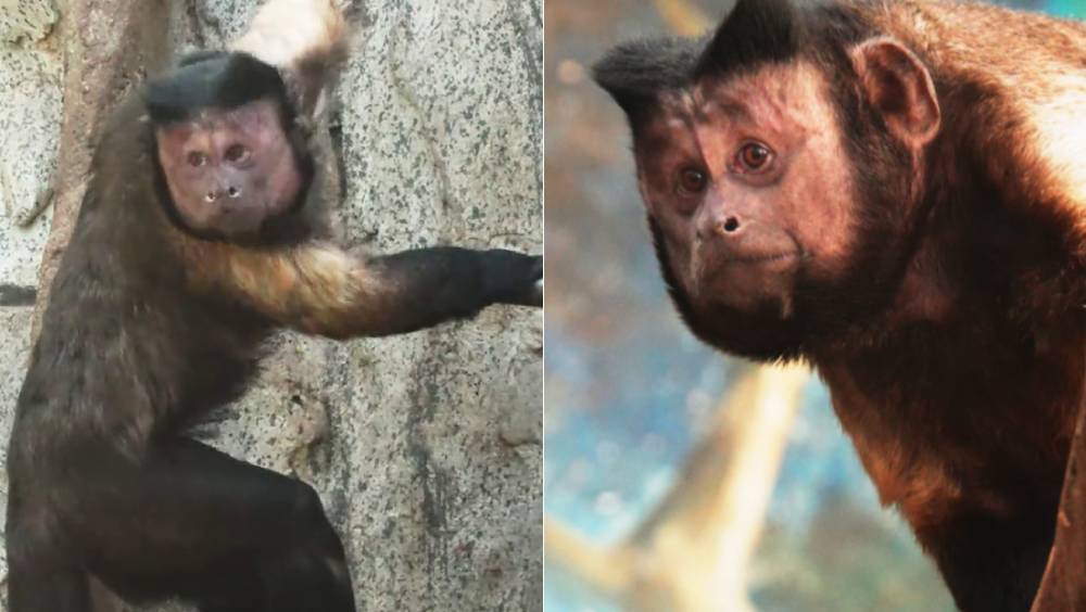石家莊動物園網紅萌猴正式定名「石英俊」 。