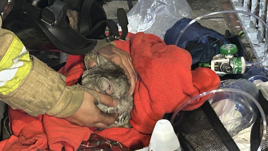 另一隻貓保持清醒。蔡楚輝 另一隻貓保持清醒。蔡楚輝