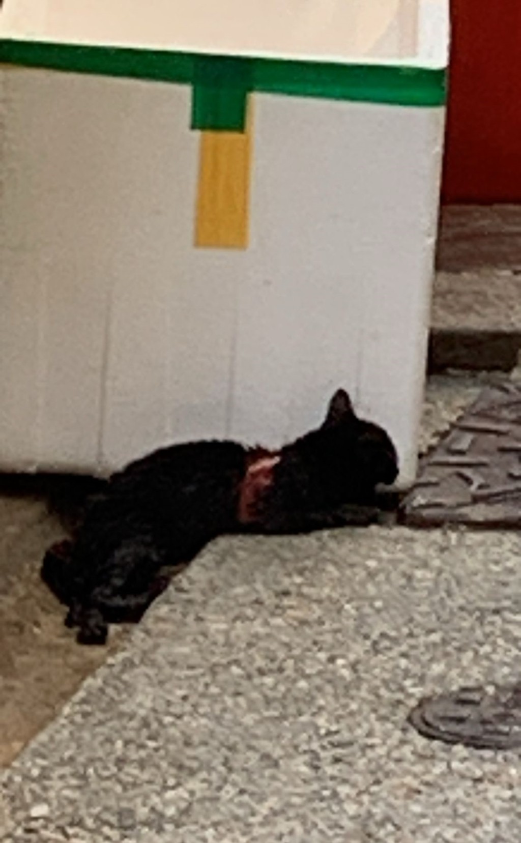 小貓受傷,被發現在發泡膠箱旁邊掙扎。讀者提供圖片 小貓受傷,被發現在發泡膠箱旁邊掙扎。讀者提供圖片