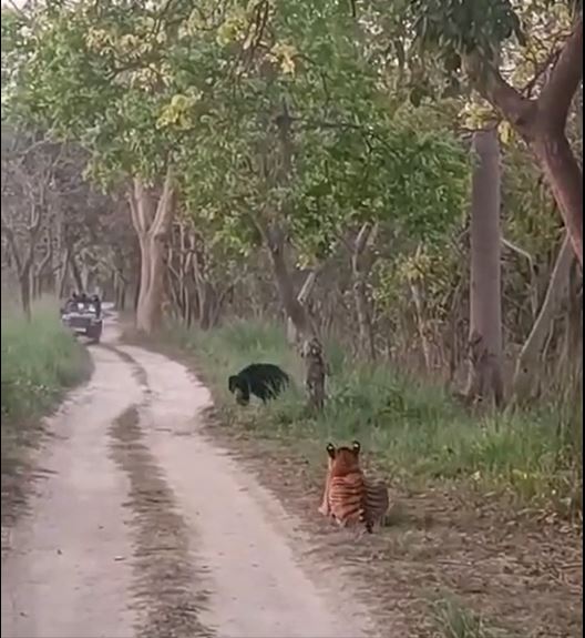 老虎發現有懶熊出現，一度卧下身靜觀其動向。