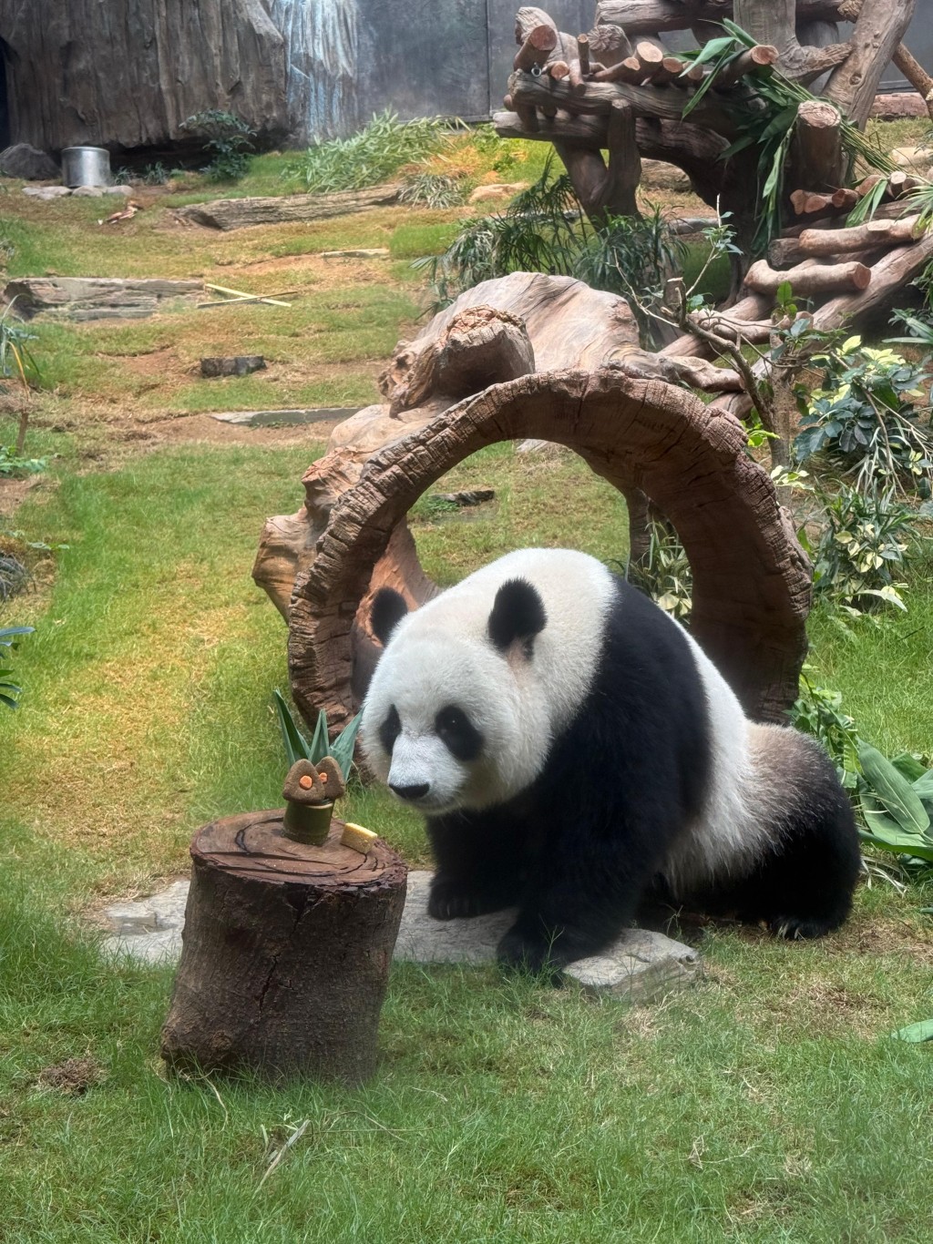 可可。海洋公園提供