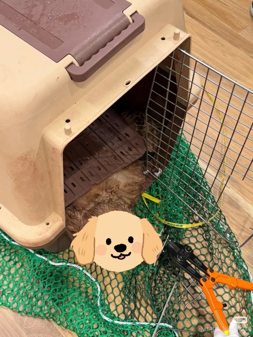 女事主发布爱犬身亡的照片。