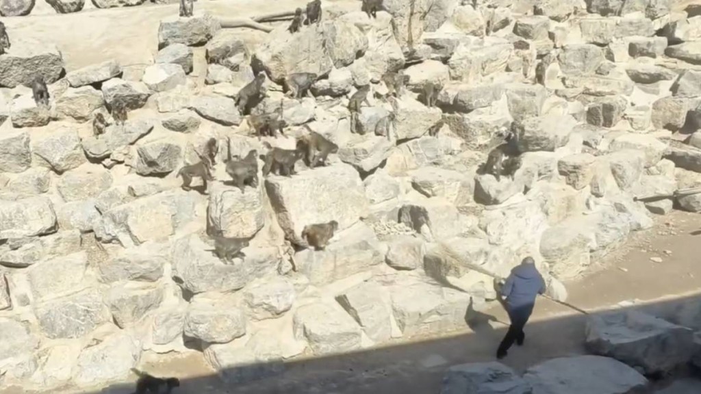 管理員持大掃帚來回驅趕企圖搶屍的猴群。微博