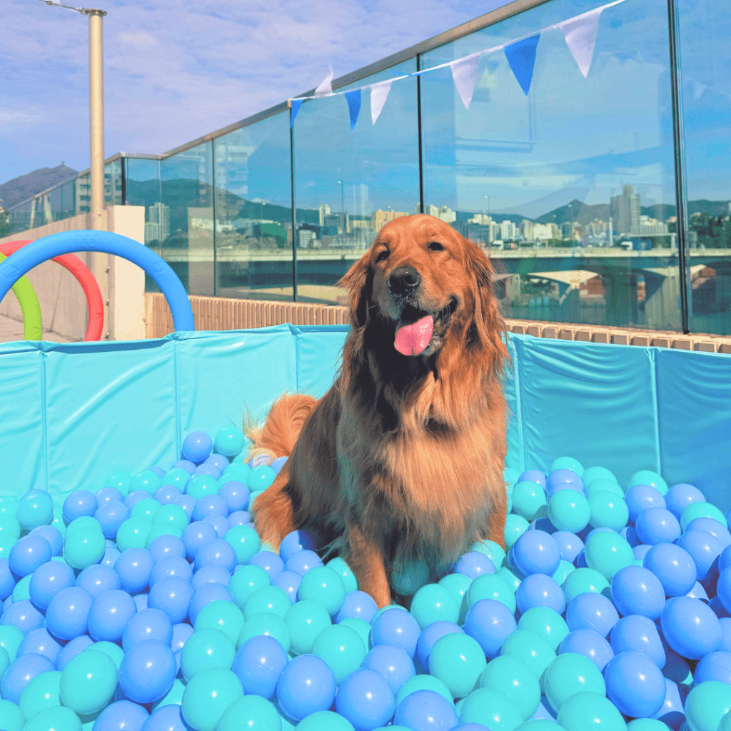 1. 狗狗天台派對 Rooftop Pawty