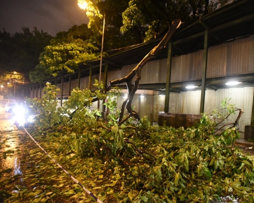 佛光街一地盤內十米高大樹塌下， 警方封鎖一條行車線