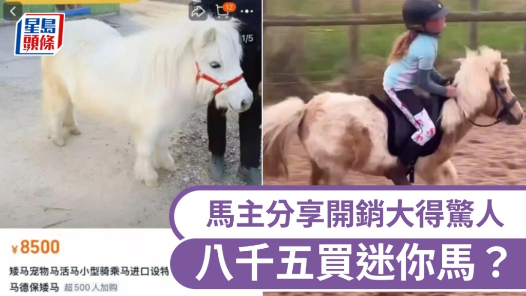 迷你馬爆紅，萬元以內即做馬主？實情是開銷大得驚人。