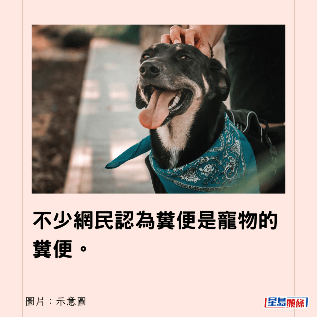  不少網民認為糞便是寵物的糞便。