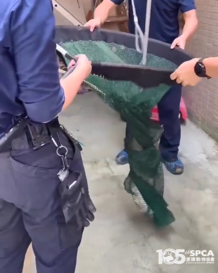 3名督察合力終將鱷魚放入網內。愛協提供片段截圖 3名督察合力終將鱷魚放入網內。愛協提供片段截圖