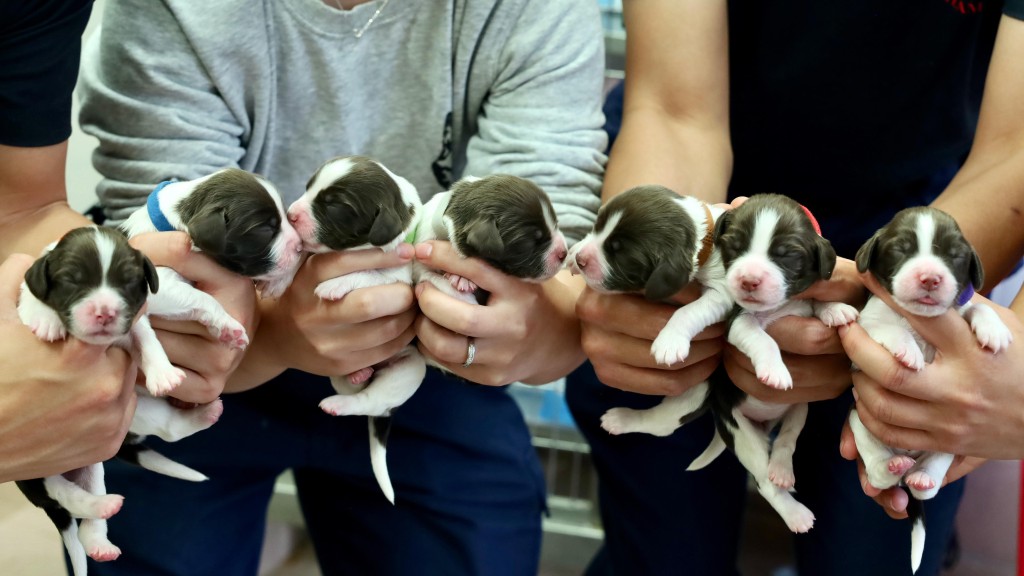 透過「犬隻繁殖計劃」自家繁殖的7隻史賓格幼犬。 懲教署提供 透過「犬隻繁殖計劃」自家繁殖的7隻史賓格幼犬。 懲教署提供