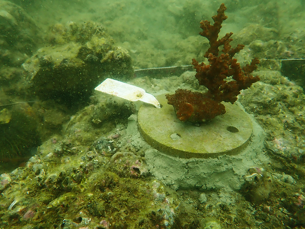 這是黃錦星領養的「鹿角珊瑚BB」，名為「朝氣勃勃」。黃錦星網誌圖片