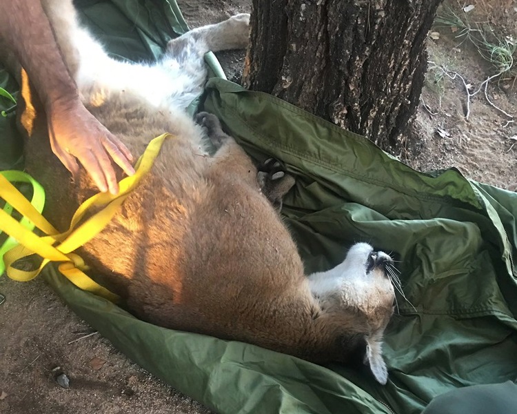 消防員對牠發射鎮靜劑。AP