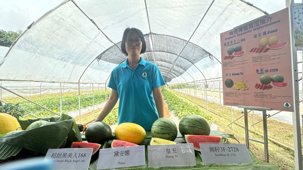 渔护署农业主任（园艺）王敏维介绍4个特色有机西瓜品种。谢晓雅摄