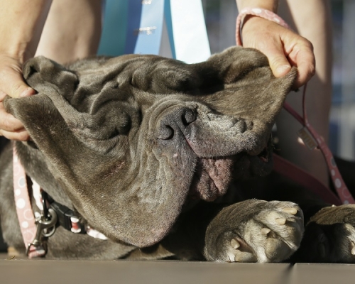 瑪莎（Martha）擊敗13名對手摘冠。AP