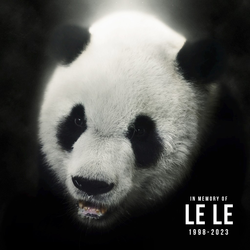 大熊猫“乐乐”终年24岁。图：孟菲斯动物园