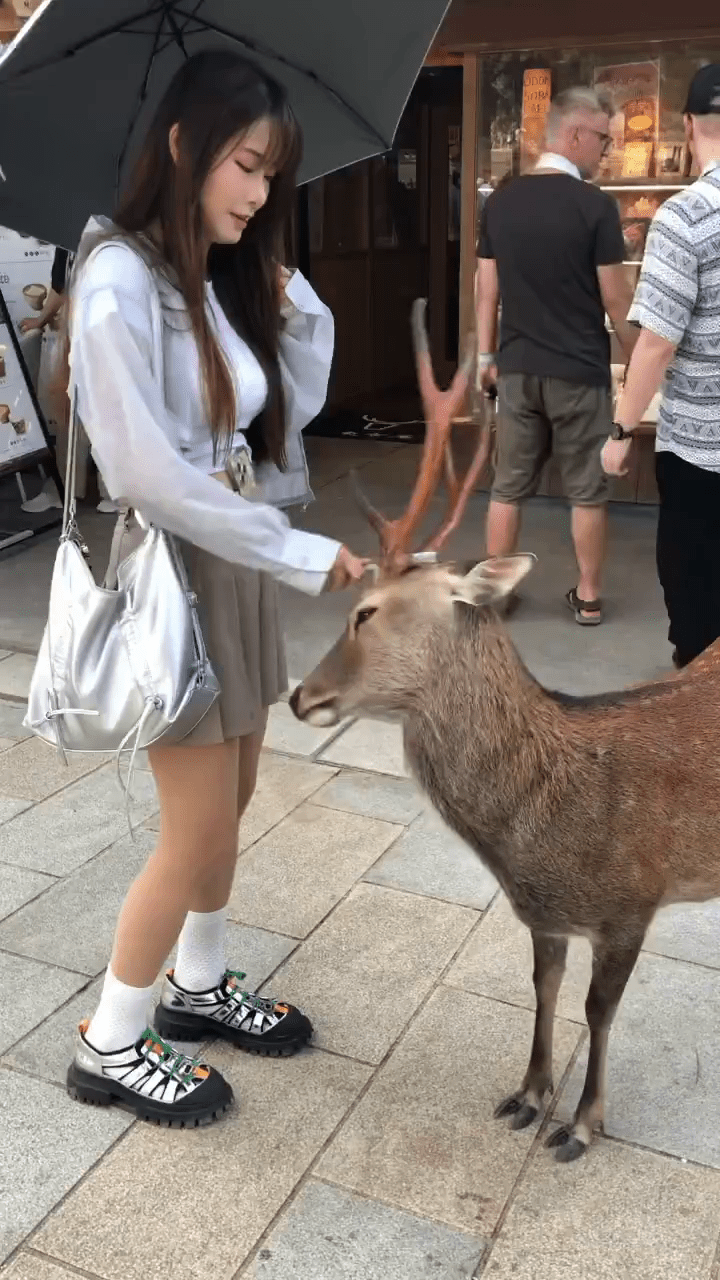 徐小花收服奈良鹿。