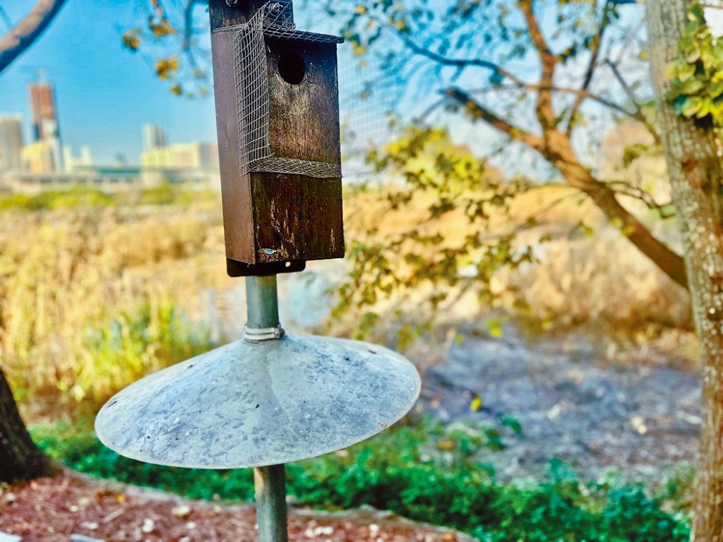 港鐵為雀鳥建造的小木盒巢，下設防蛇的「蛇擋」。